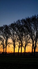 Silhouettes of trees at sunset