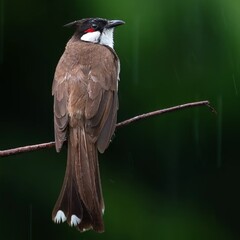 Red whiskered bulbul  setting on the tree branch 