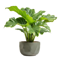 Large Green Philodendron Selloum in Ceramic Pot Isolated Transparent Background