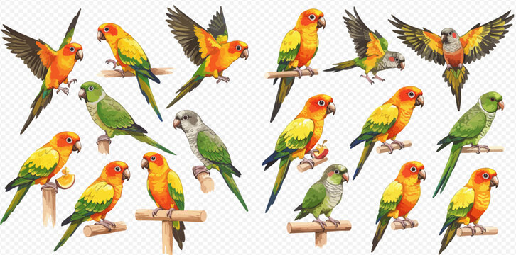 A set of colorful Sun Conure and Quaker parrot illustrations in various poses, including perching on branches and flying.
