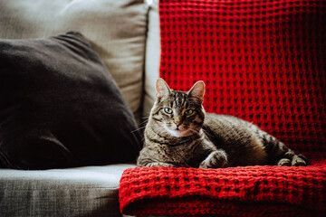 Cat on couch © Victoria