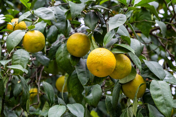 Orange trees at the streets of Cordoba, Spain. Orange trees at the streets of Cordoba, Andalucia, Spain