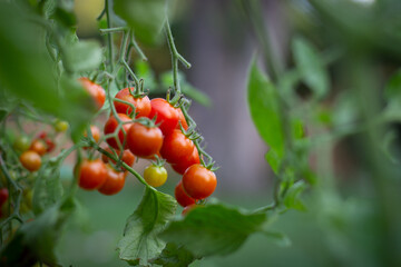 Cherry Tomatoes