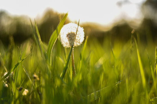 Golden hour close-up of dandelion in vibrant green grass — shallow depth of field with sunlit glow and soft buttery focus, capturing delicate nature texture and dreamy summer meadow atmosphere