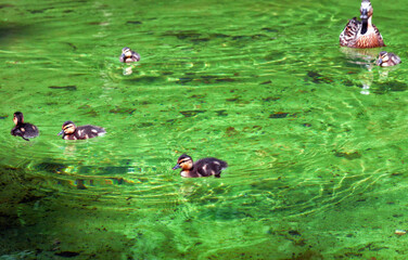 Wild Mallard duck cute little ducklings swimming in pond in spring park