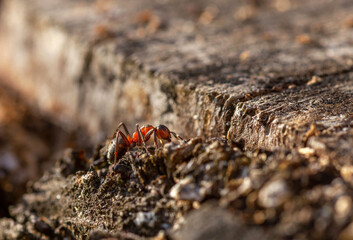 Red Wood Ant walking on wooden log closeup
