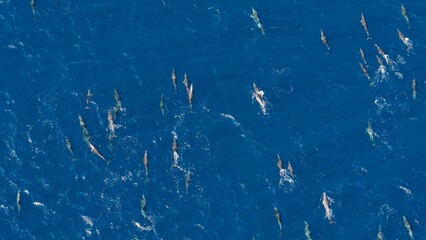 dolphins at baja