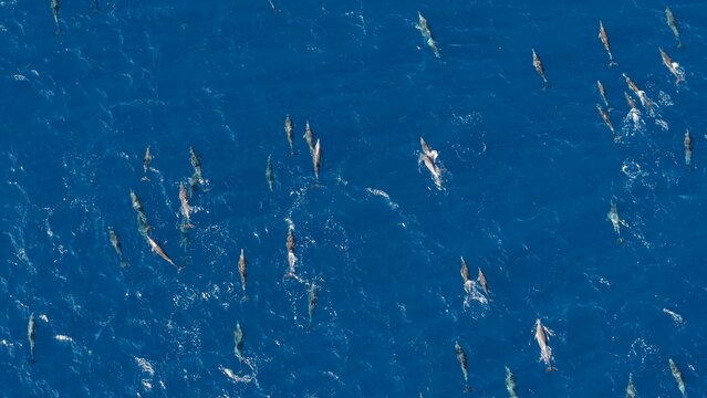 dolphins at baja