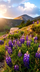 Lush lupines bloom at sunset on a mountainside