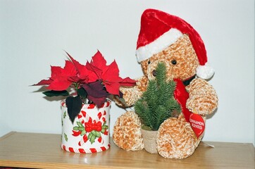 Euphorbia pulcherrima - Poinsettia in Candy Cane Planter with Bear
