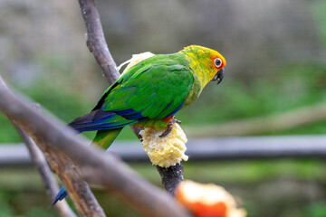 Close-up of a Red-fronted Conure with a yellow and red head, perched on a branch and feeding on a treat that appears to be corn.