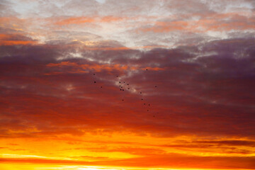 flying birds on sunrise of beautiful cloudy sky