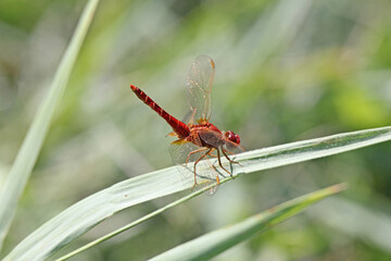 libellula rossa (Crocothemis eritraea)