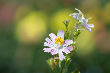 Close up of butterfly flowers (schizanthus pinnatus) in bloom
