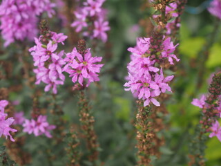 purple flowers in the garden