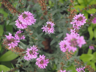 pink and purple flowers