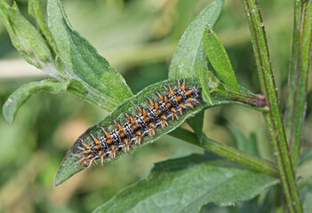 bruco spinoso di Melitaea didyma