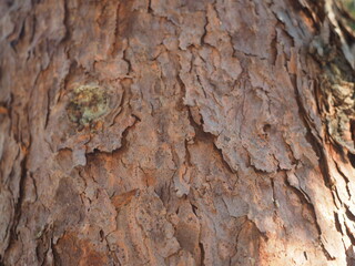tree bark texture