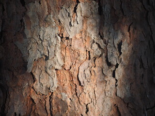 tree bark texture