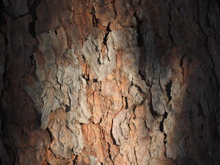 bark of a tree