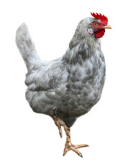 Hen chicken isolated on white background
