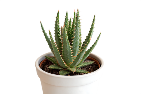 Melo Cactus In Pot Isolated On Transparent Background