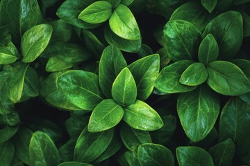 Lush Green Leaves - Vibrant Foliage in a Dense, Natural Pattern.