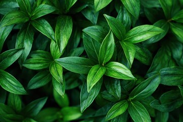 Lush Emerald Canopy - A Moody Top-Down View of Dense, Verdant Foliage.