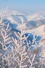 Frost-covered branches in focus with snowy mountain landscape in background