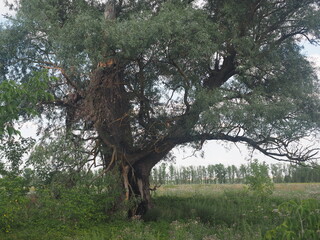 tree in the woods