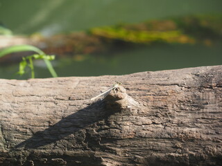 snail on a tree