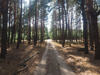 Fototapeta premium path in the woods