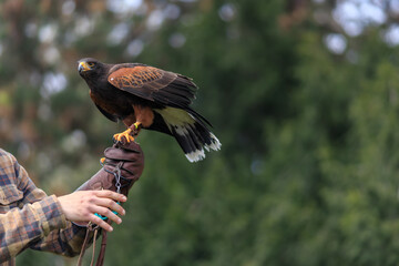 Harris's hawk in hand with glow bred in captivity so that falconers can teach children about birds of prey as part of a program at castles and chateaus