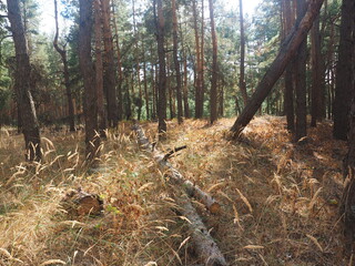 forest in autumn