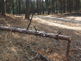 tree trunks in forest