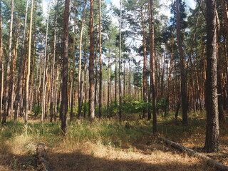 Fototapeta premium forest in the morning