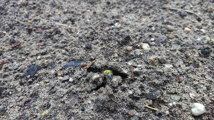 Seedling Emerging from Soil