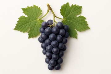 Fototapeta premium Dewy grapevine branch with ripe purple clusters and fresh green leaves isolated on pure white background clean clipping path realistic studio light