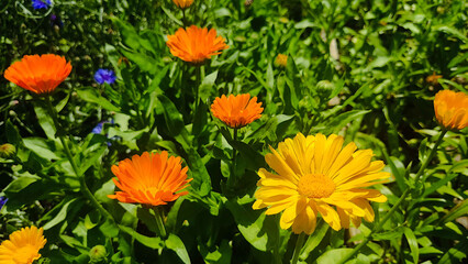 marigold flowers in the garden