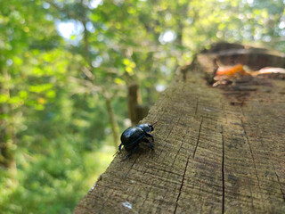 Black Beetle Crawling on Tree Trunk in Forest