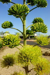 Agave Americana also known as Century Plant or Desert Agave with flowering blossom stalks in spring, close up