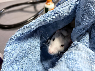 A rat peeks out from a blue towel during a veterinary examination, showing its curious whiskered face