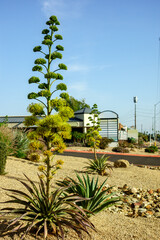 Agave Americana also known as Century Plant or Desert Agave in a driveway of business plaza in Phoenix, Arizona