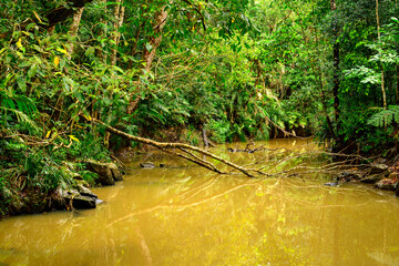 rainforest scenes along the Jum Rum Creek walking trail in Kuranda, Queensland, Australia