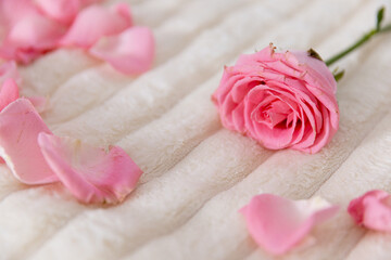 A serene pink rose with delicate petals on soft fabric, creating tranquility and elegance