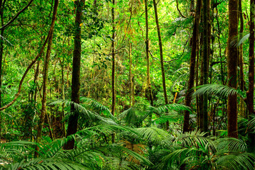 rainforest scenes along the Jum Rum Creek walking trail in Kuranda, Queensland, Australia