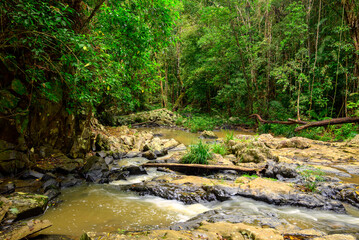 rainforest scenes along the Jum Rum Creek walking trail in Kuranda, Queensland, Australia