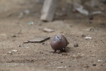 Spotted dove or eastern spotted dove (Spilopelia chinensis suratensis) in North India.
