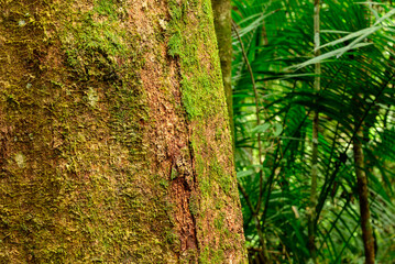 rainforest scenes along the Jum Rum Creek walking trail in Kuranda, Queensland, Australia