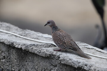 Spotted dove or eastern spotted dove (Spilopelia chinensis suratensis) in North India.